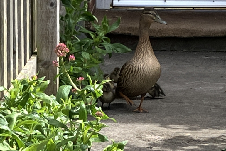 Duck and ducklings_Photo by Judy Darley