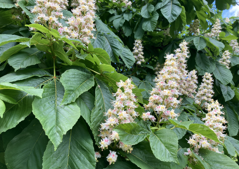 Horse Chestnut candles. White and pink towers of flowers against green leaves_Photo by Judy Darley