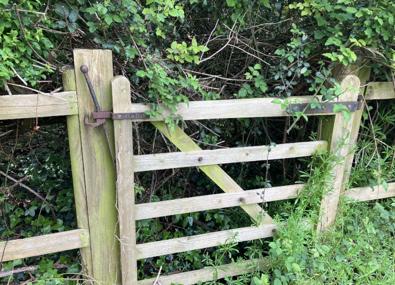 Overgrown gate. Photo by Judy Darley