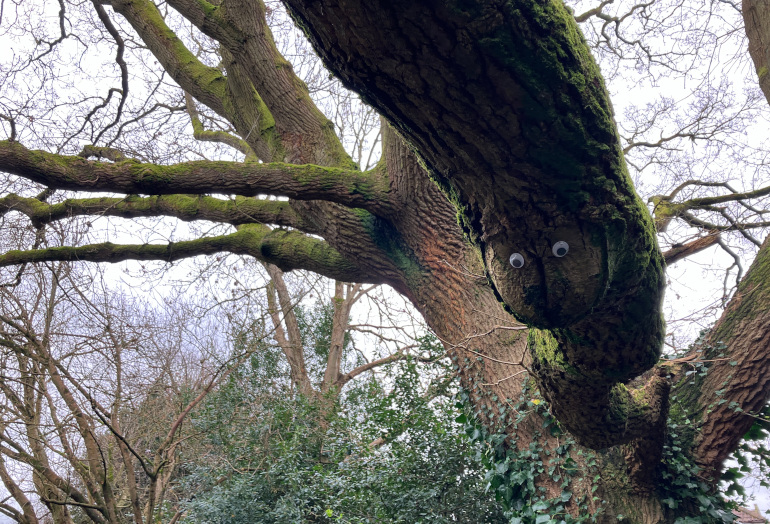 Tree branch adorned with googly eyes, Herbert Gardens, Clevedon. Photo by Judy Darley